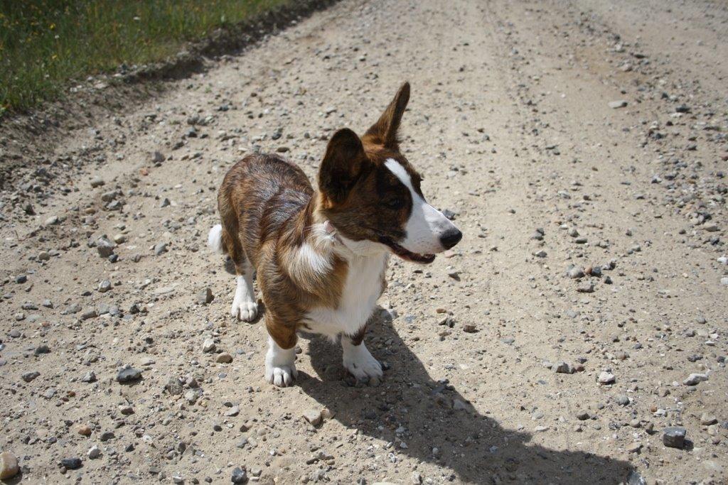 Welsh corgi cardigan Mille billede 9