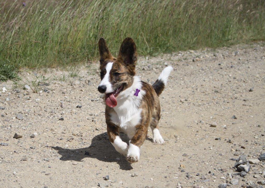 Welsh corgi cardigan Mille billede 11