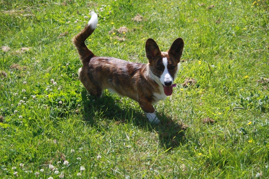 Welsh corgi cardigan Mille billede 2