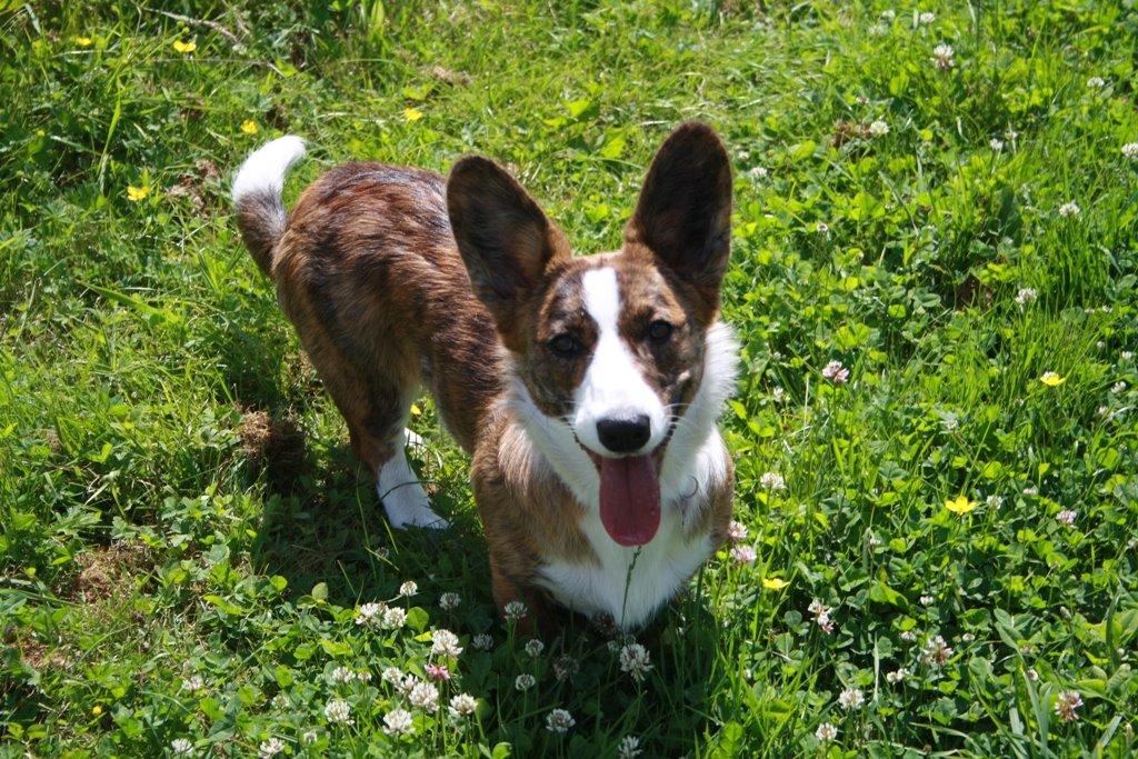 Welsh corgi cardigan Mille billede 1