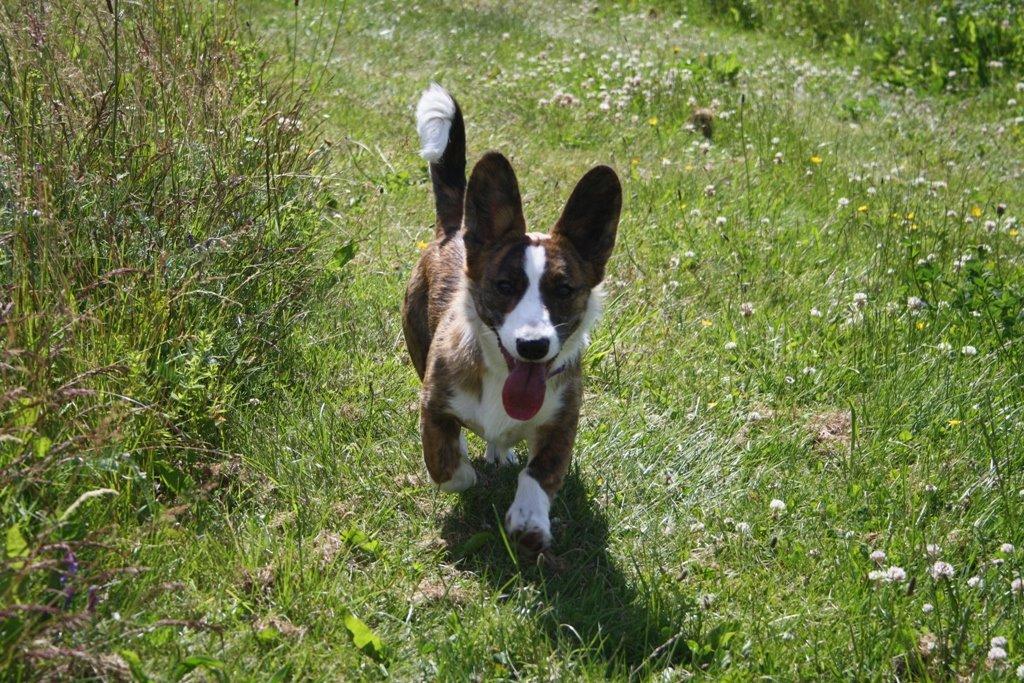 Welsh corgi cardigan Mille billede 12