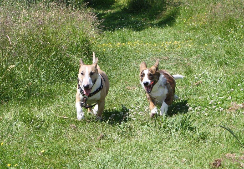 Welsh corgi cardigan Mille billede 13