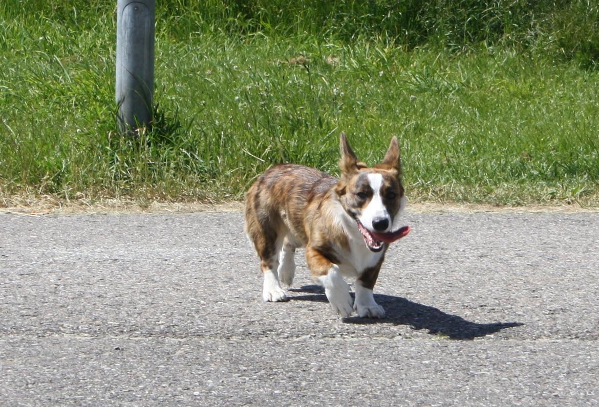 Welsh corgi cardigan Mille billede 14