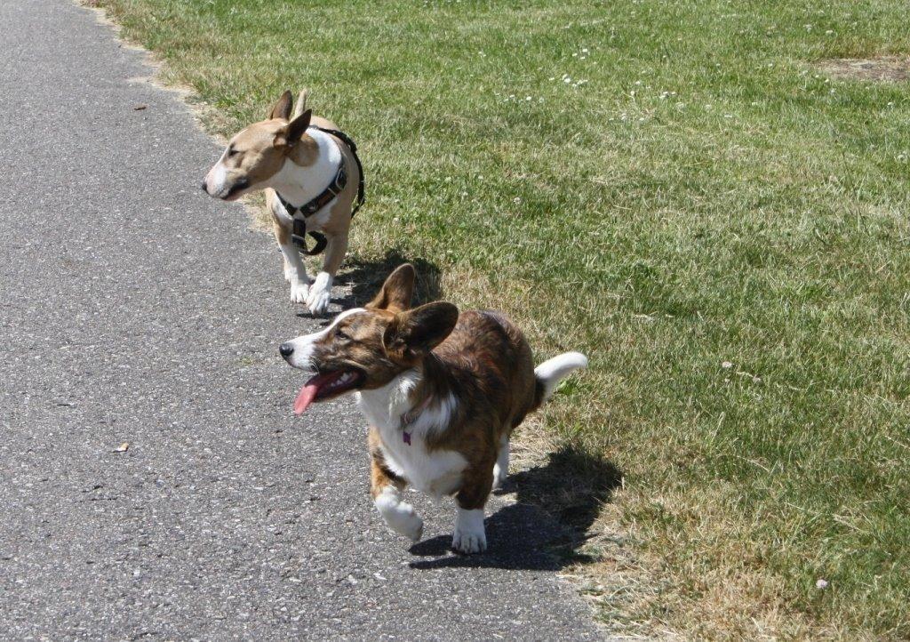 Welsh corgi cardigan Mille billede 15