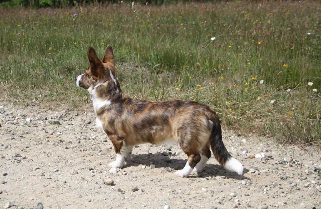 Welsh corgi cardigan Mille billede 10