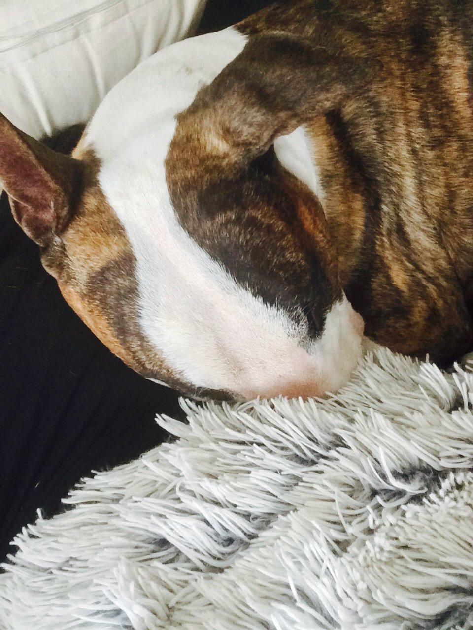 Bullterrier Hector ( steadfast Devilish fire )  billede 20