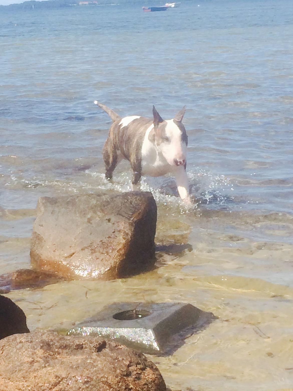 Bullterrier Hector ( steadfast Devilish fire )  billede 21