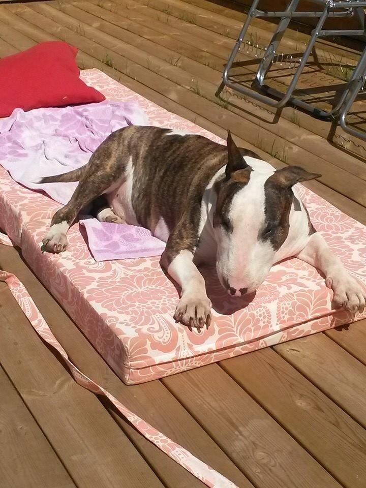 Bullterrier Hector ( steadfast Devilish fire )  billede 22