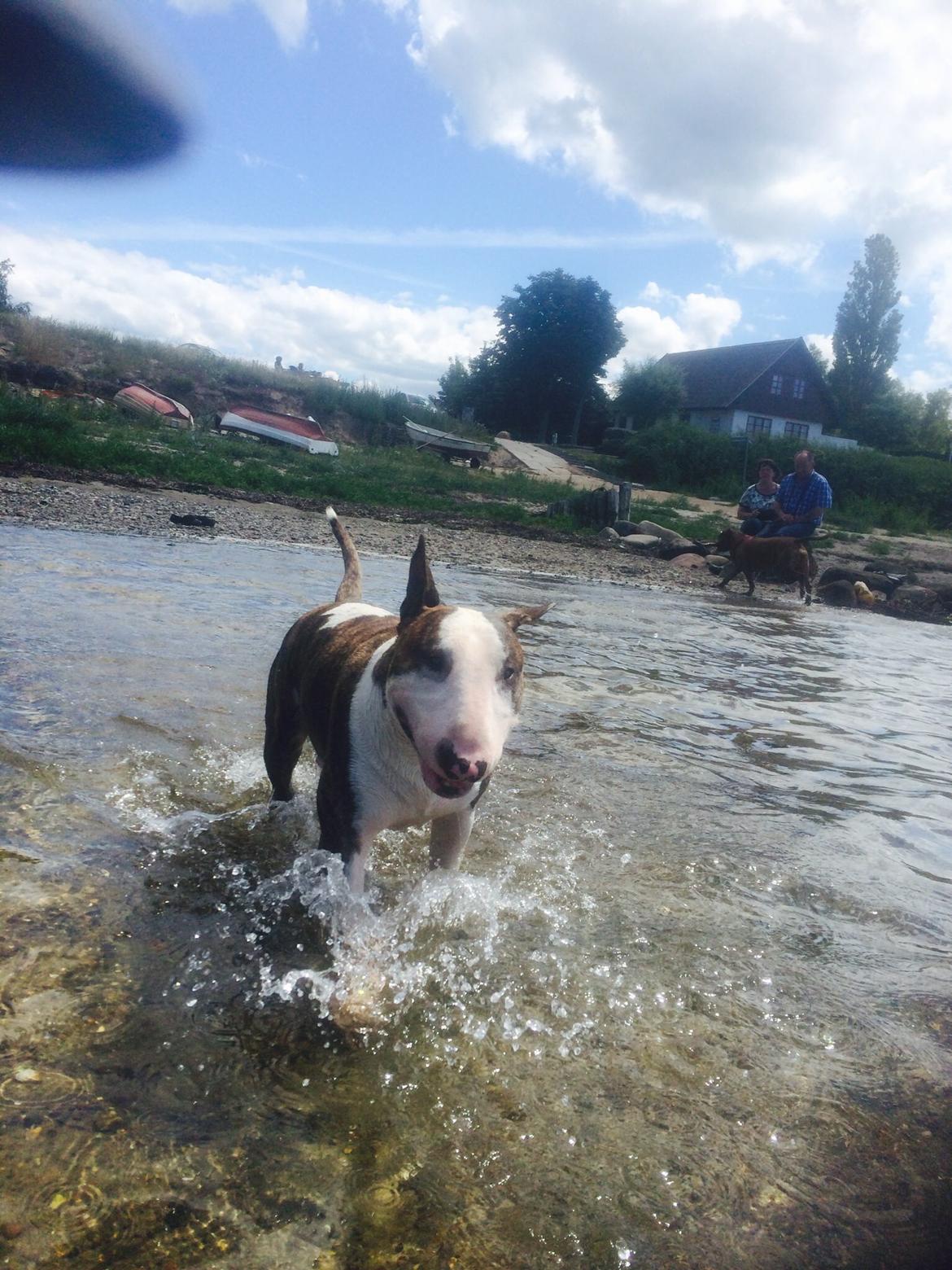 Bullterrier Hector ( steadfast Devilish fire )  billede 23