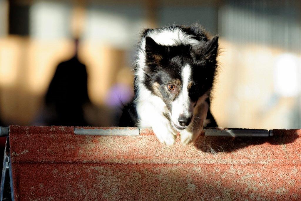 Border collie Laika - På A'et i Højme :-) Vinter 2014  billede 18