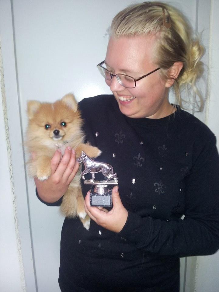 Pomeranian Ane's Alma billede 7