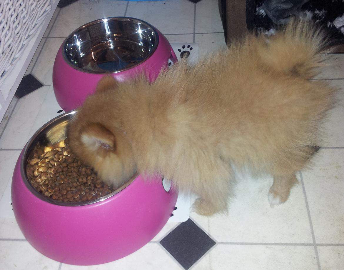 Pomeranian Ane's Alma billede 3