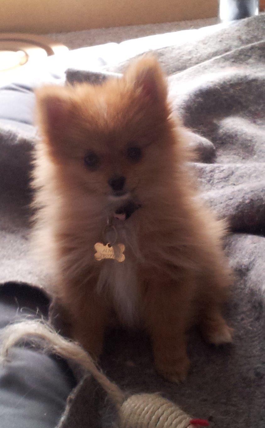 Pomeranian Ane's Alma billede 4