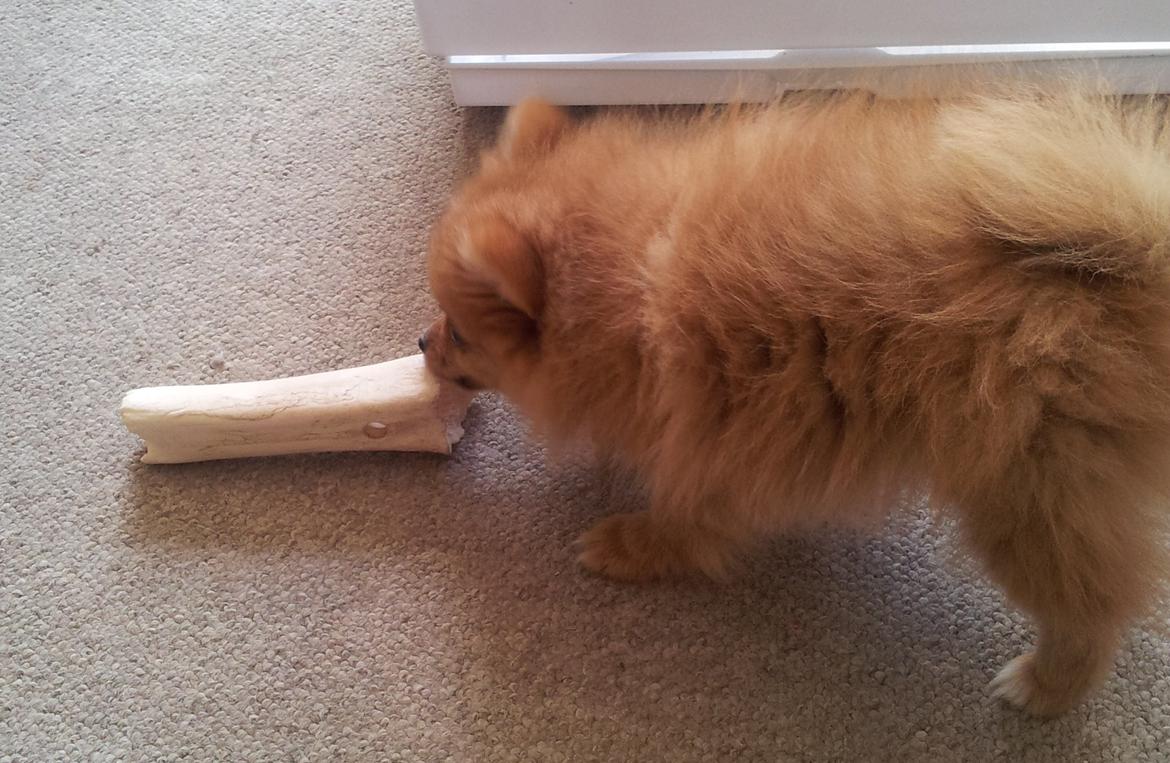 Pomeranian Ane's Alma billede 5