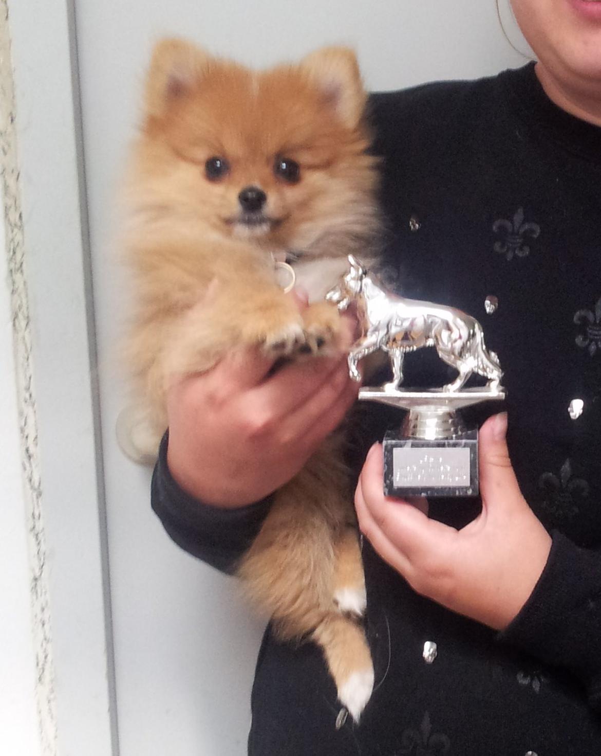 Pomeranian Ane's Alma billede 6