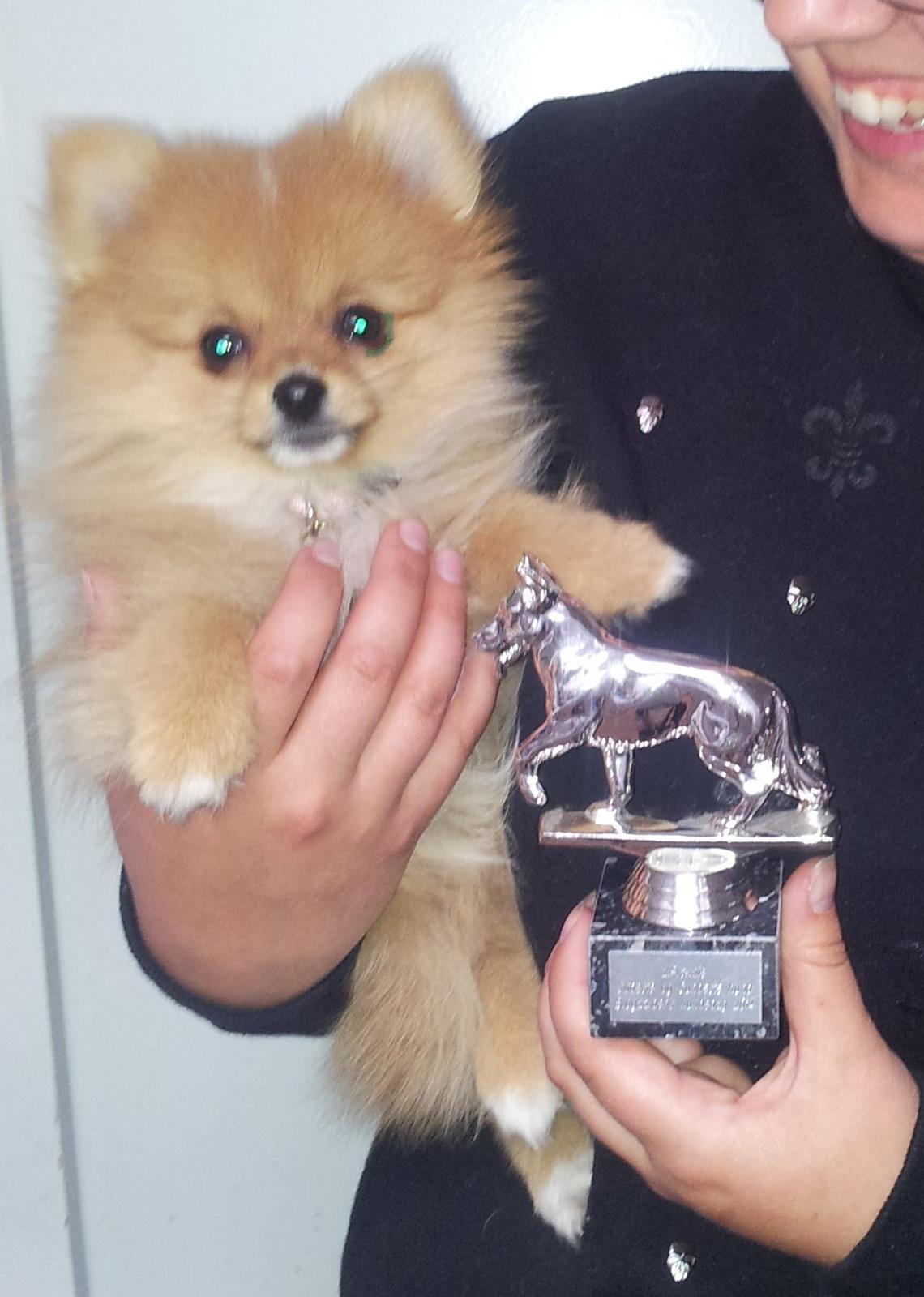Pomeranian Ane's Alma billede 9