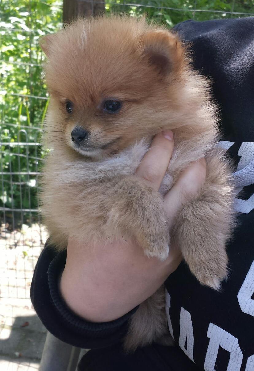 Pomeranian Ane's Alma billede 2