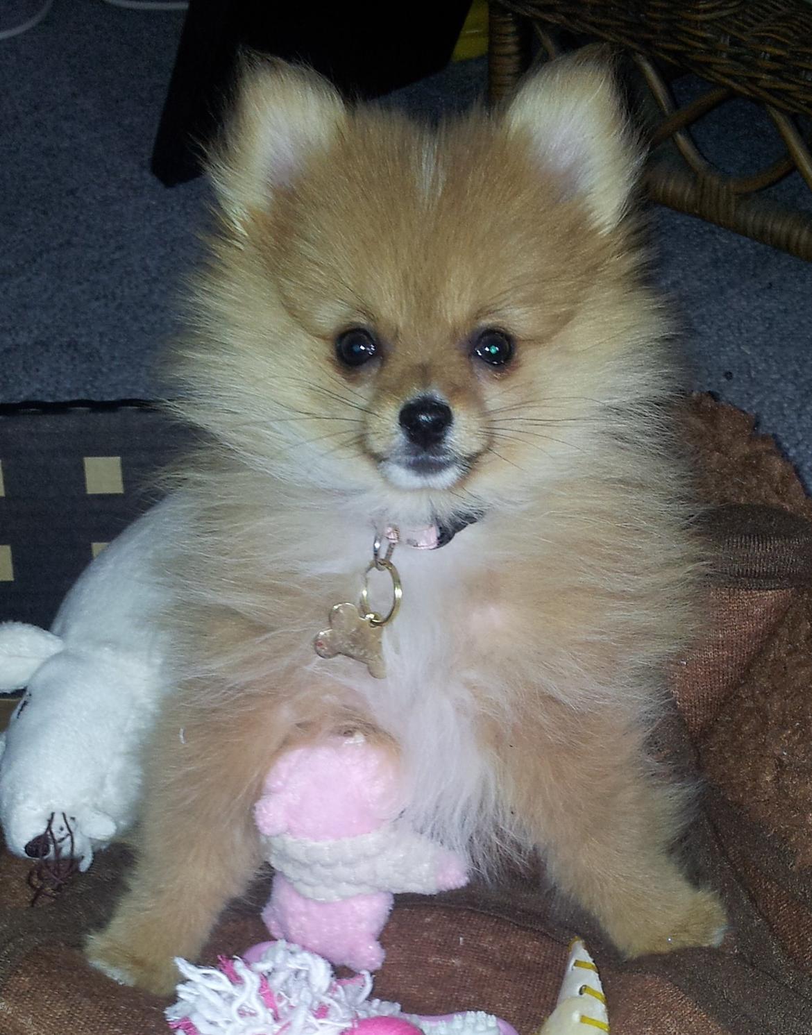 Pomeranian Ane's Alma billede 11