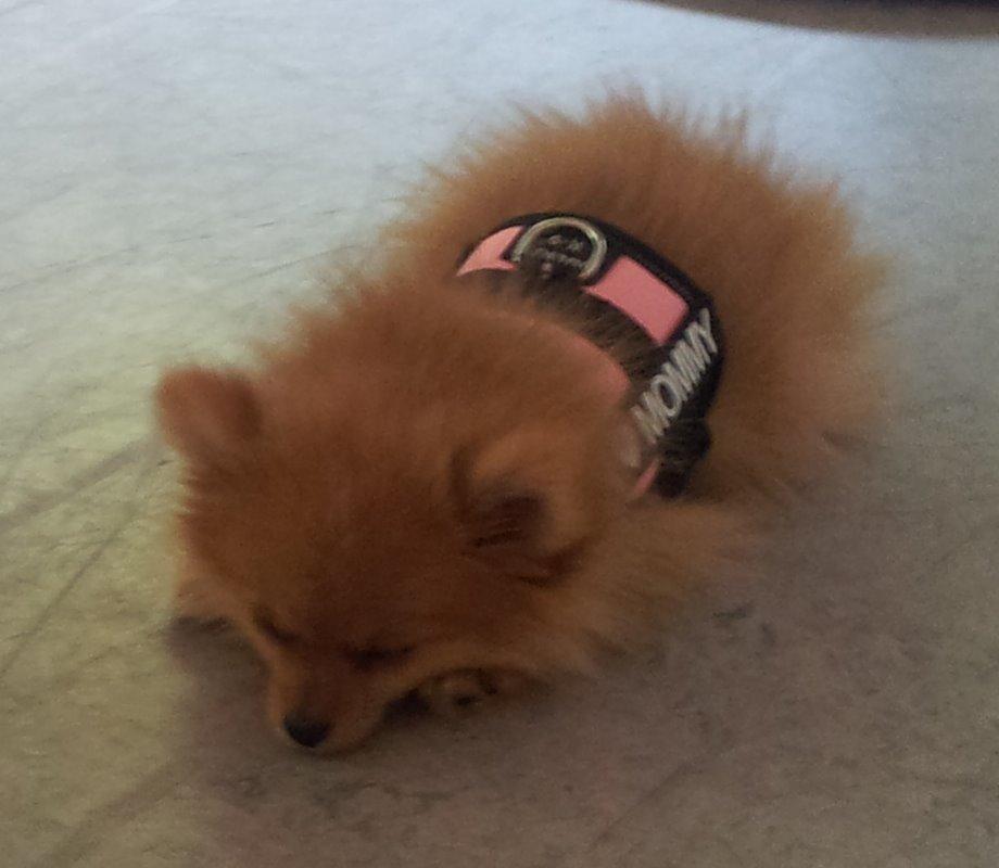 Pomeranian Ane's Alma billede 12