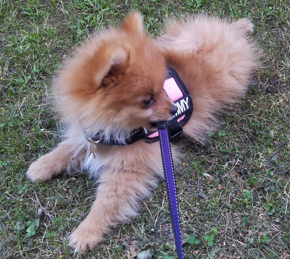 Pomeranian Ane's Alma billede 13