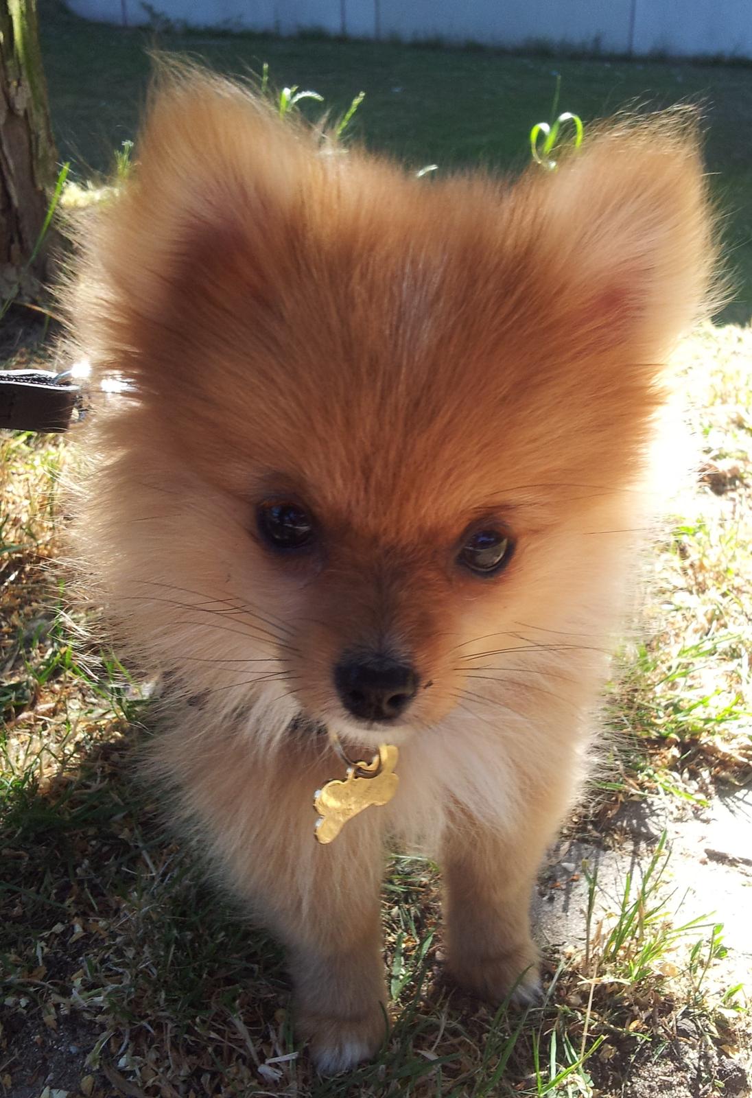 Pomeranian Ane's Alma billede 15