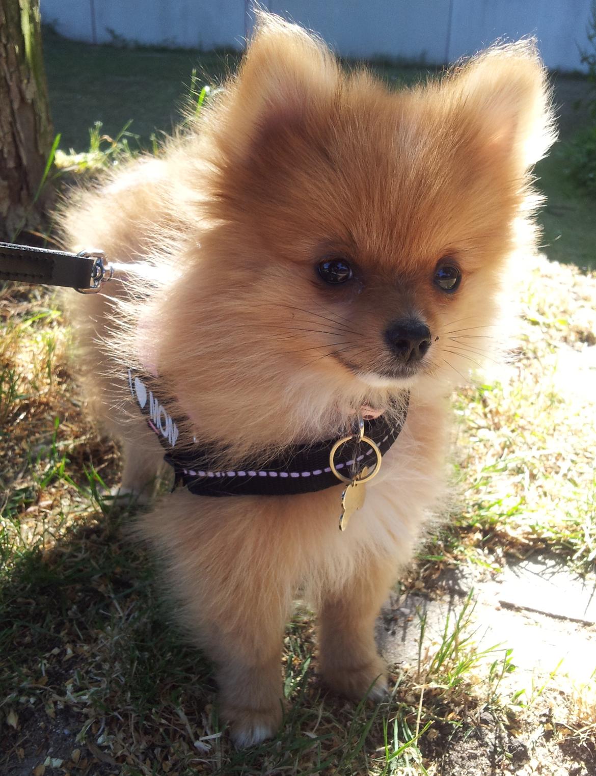 Pomeranian Ane's Alma billede 16