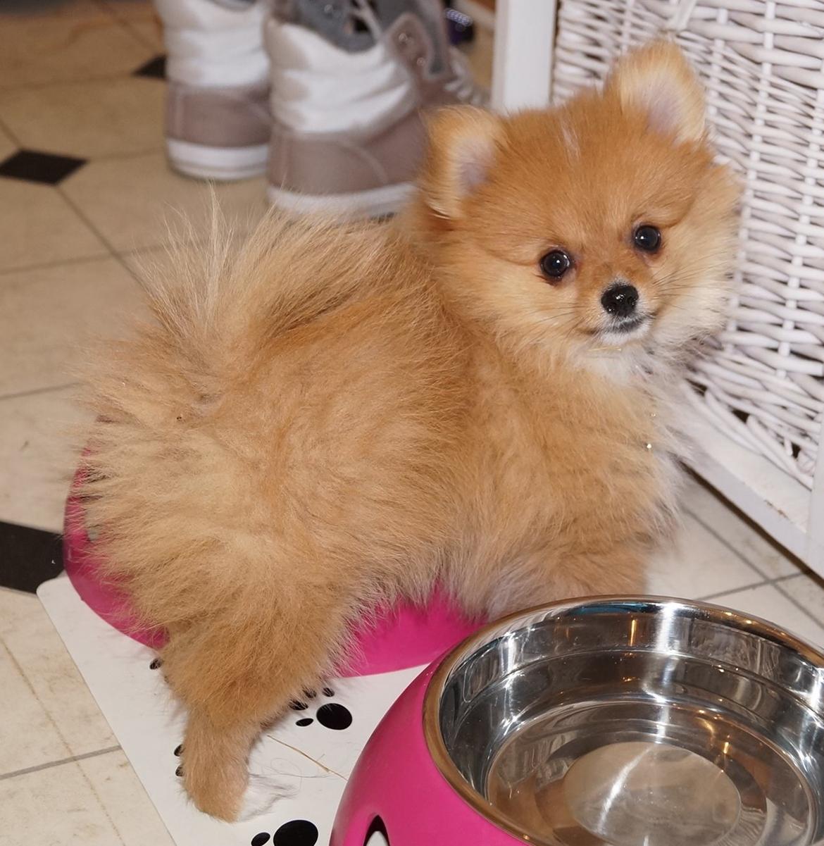 Pomeranian Ane's Alma billede 17
