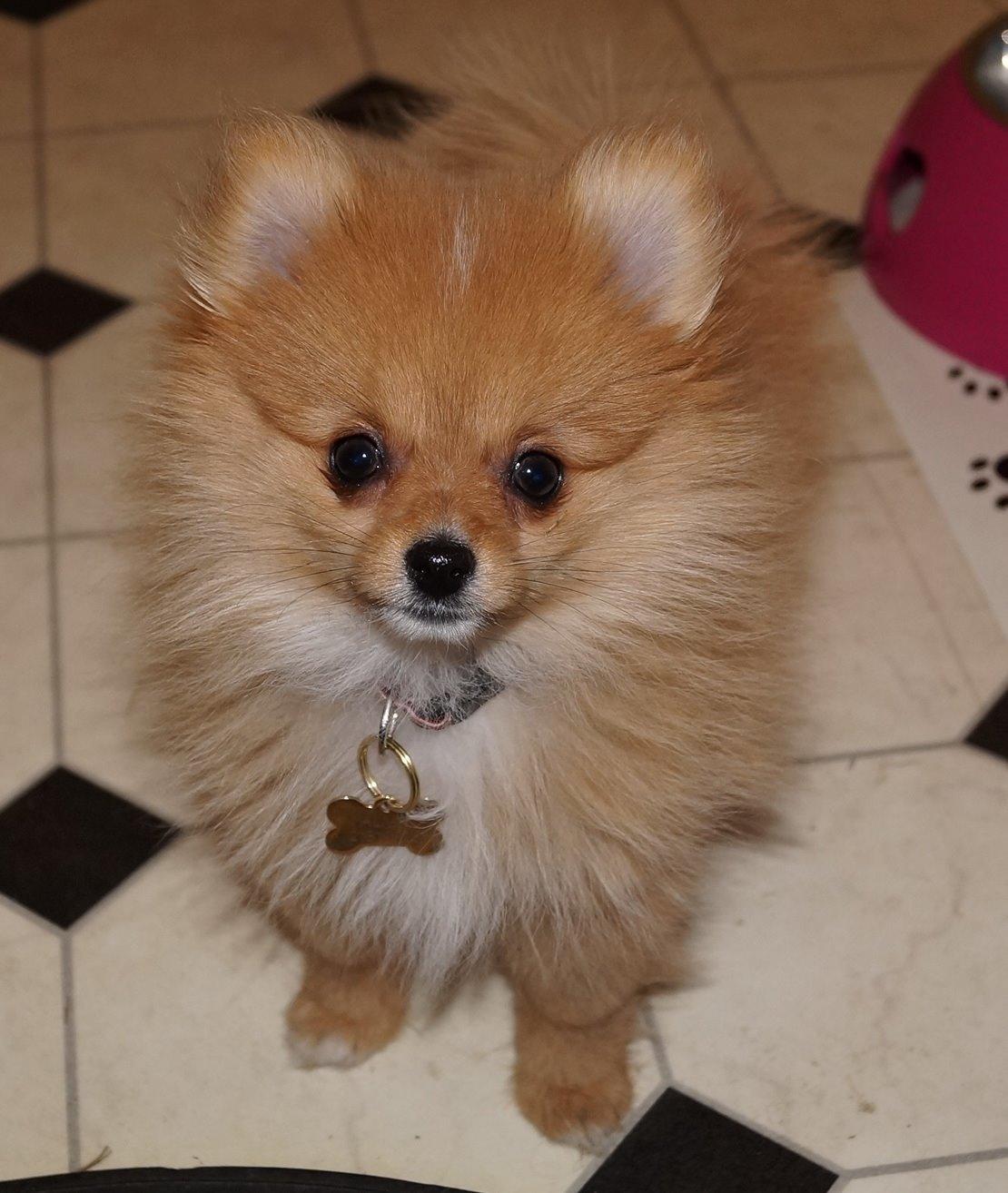 Pomeranian Ane's Alma billede 18