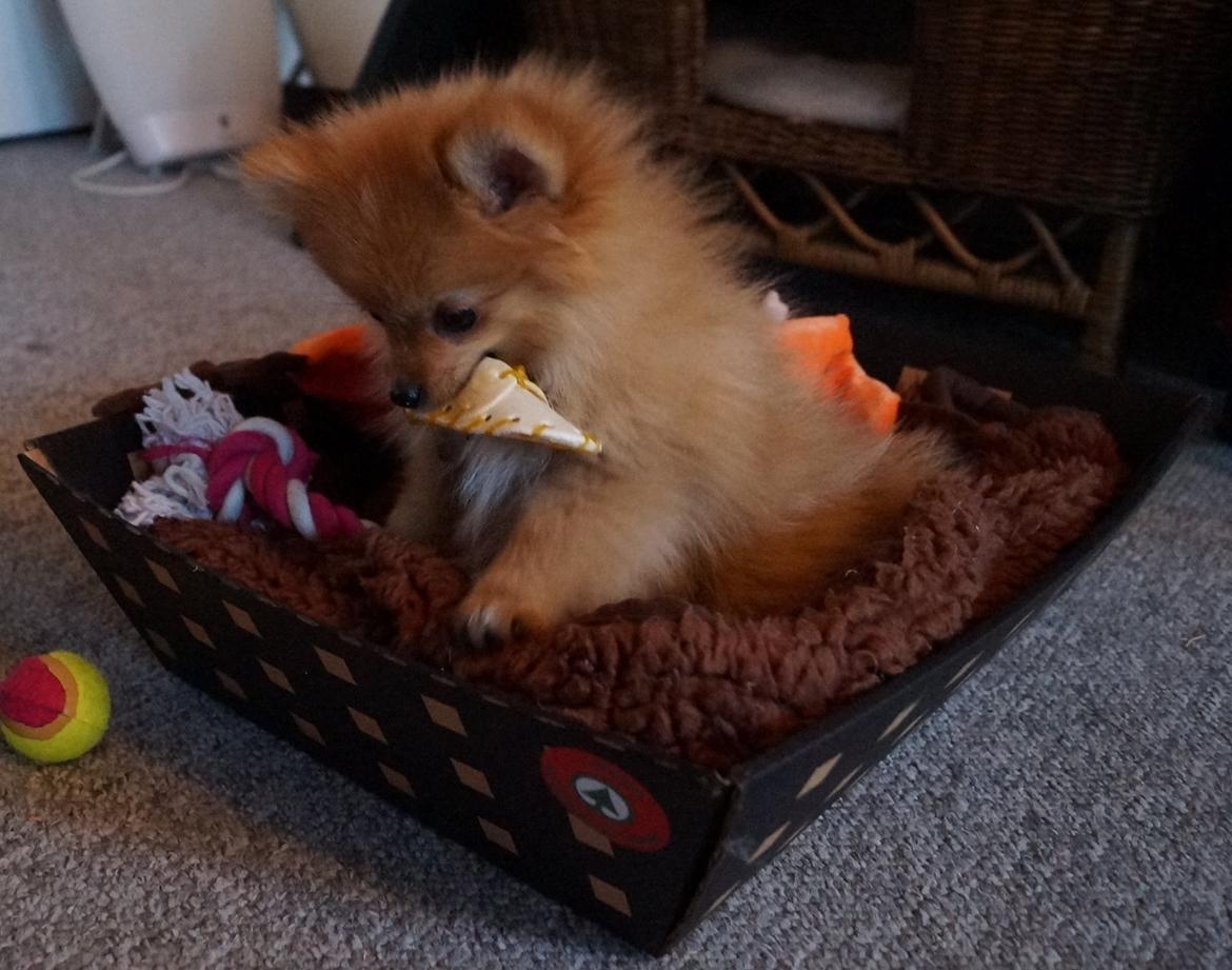 Pomeranian Ane's Alma billede 19
