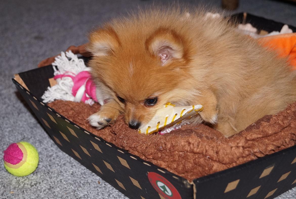 Pomeranian Ane's Alma billede 20