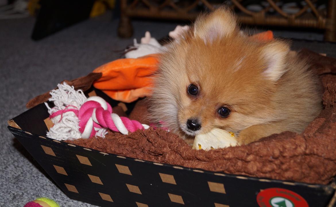 Pomeranian Ane's Alma billede 21