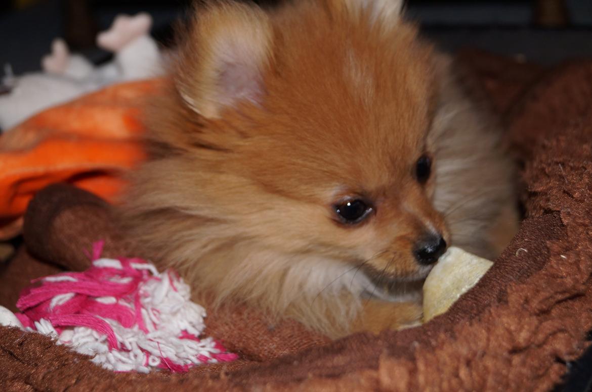 Pomeranian Ane's Alma billede 22