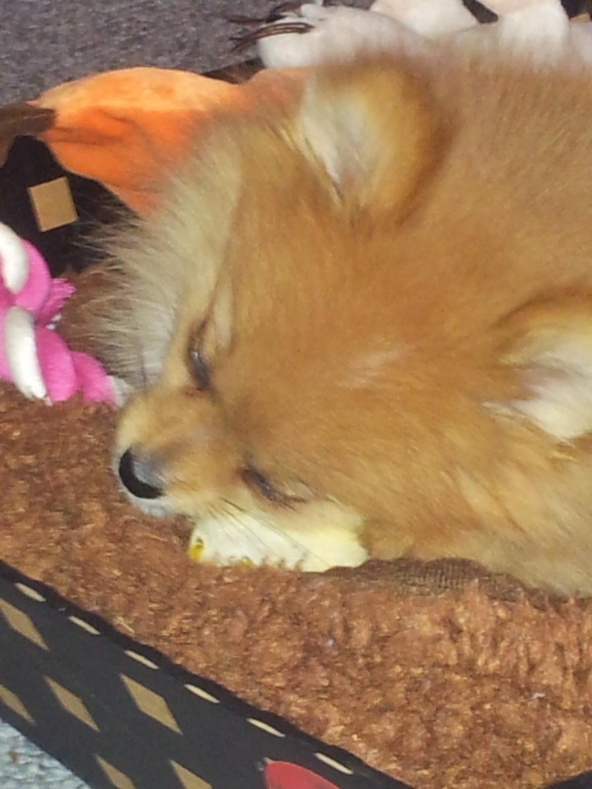 Pomeranian Ane's Alma billede 10