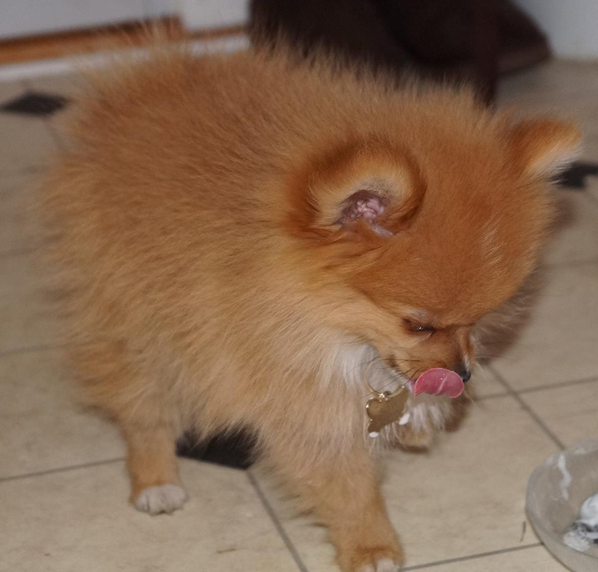 Pomeranian Ane's Alma billede 24