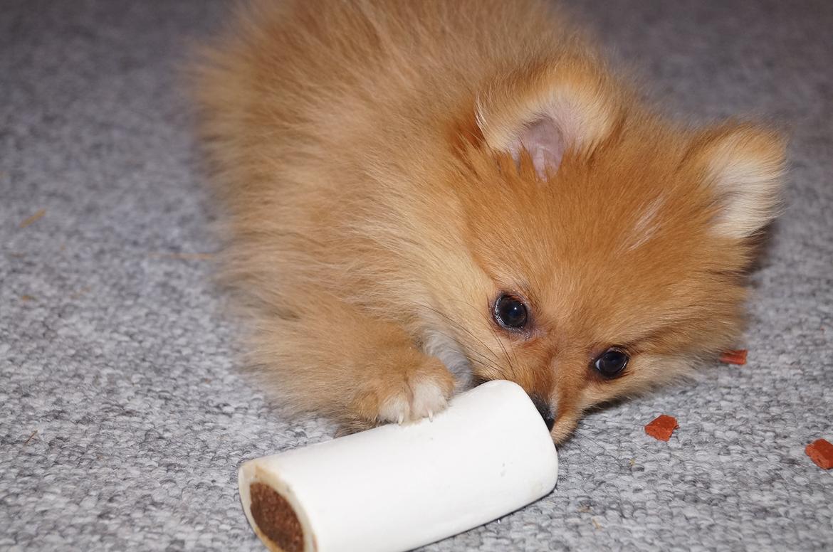 Pomeranian Ane's Alma billede 23