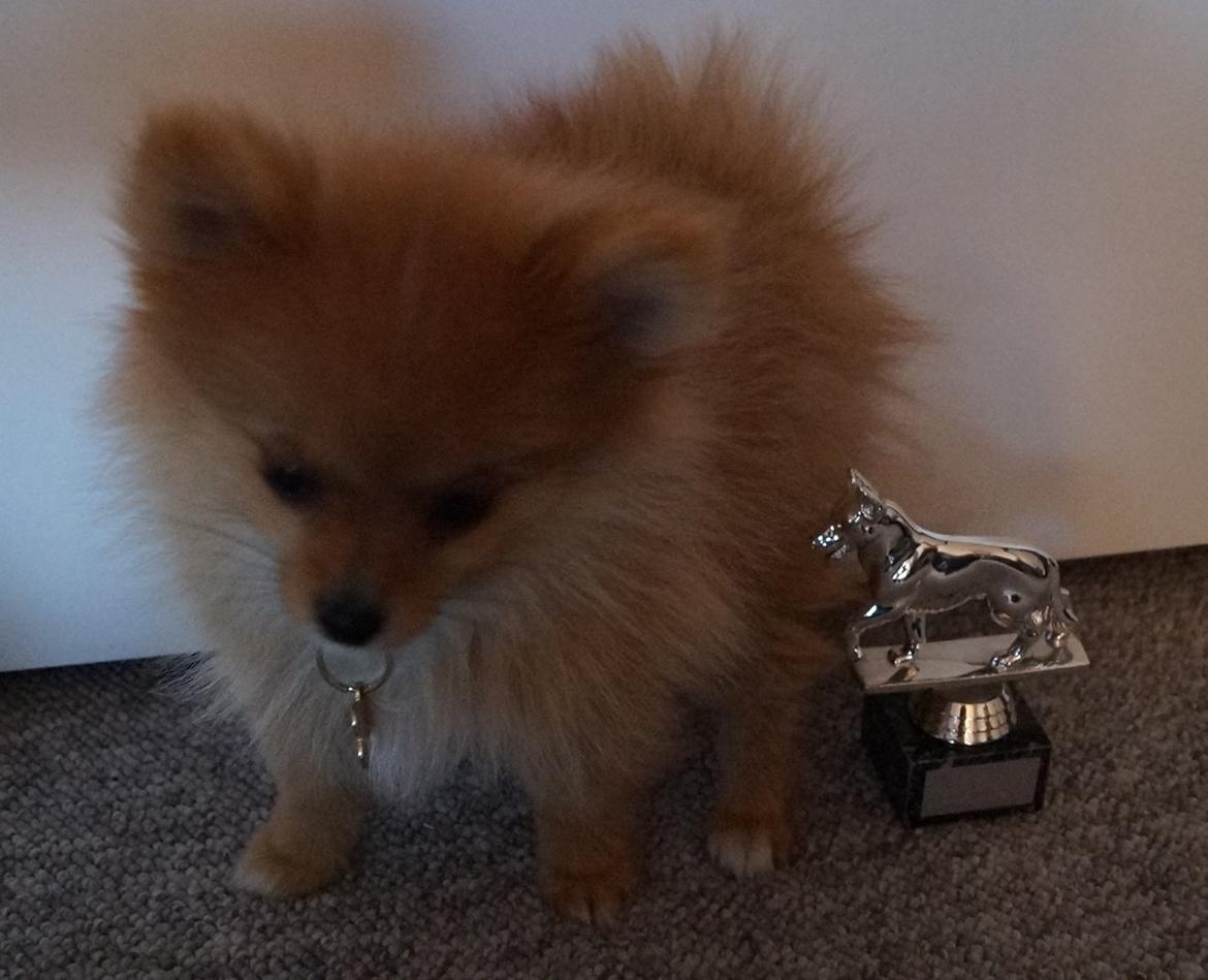 Pomeranian Ane's Alma billede 25