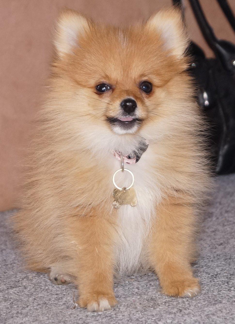 Pomeranian Ane's Alma billede 27