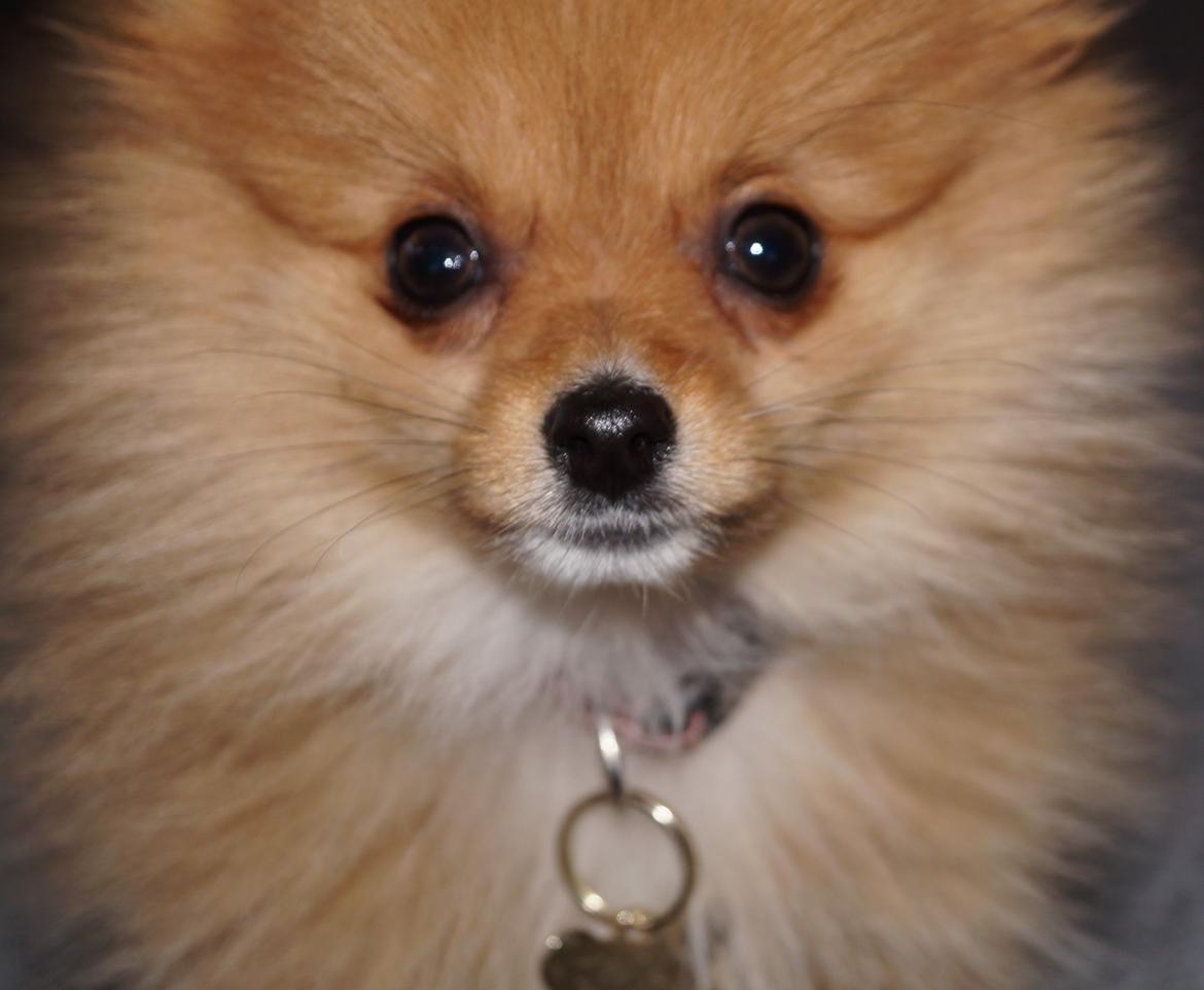 Pomeranian Ane's Alma billede 28