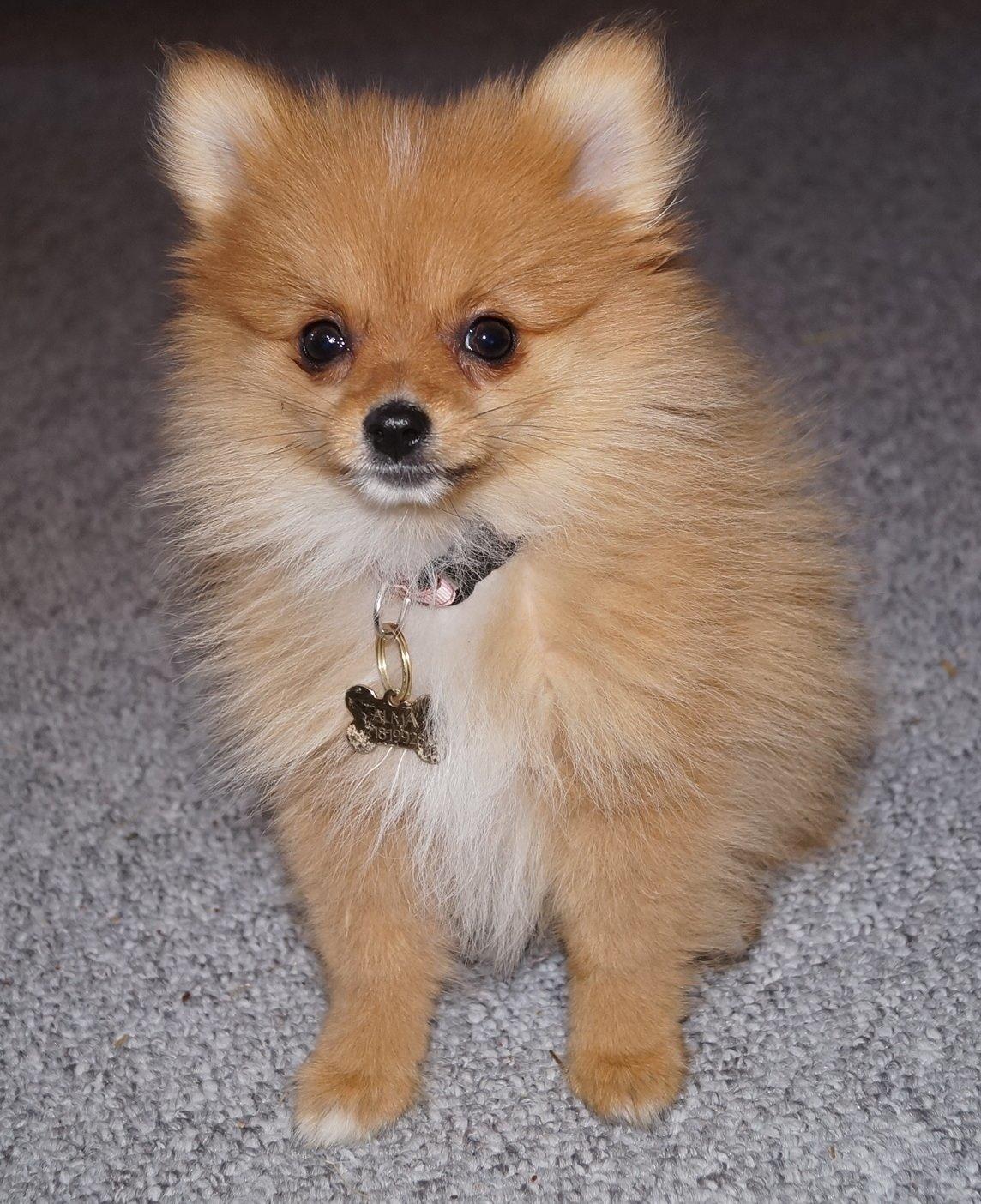 Pomeranian Ane's Alma billede 29
