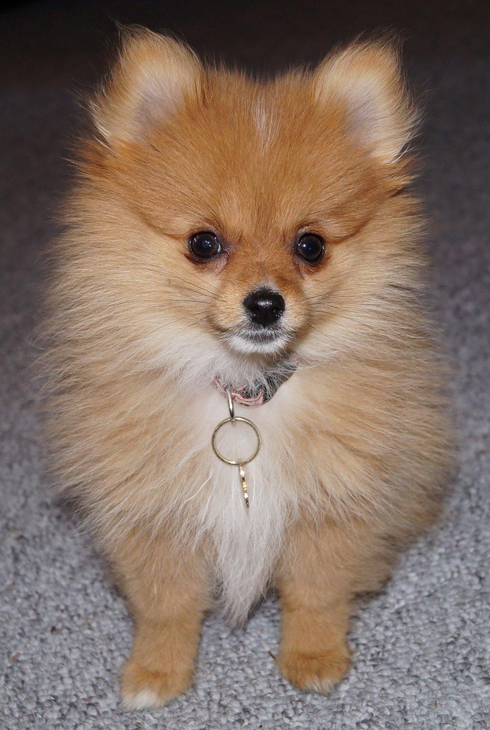Pomeranian Ane's Alma billede 30