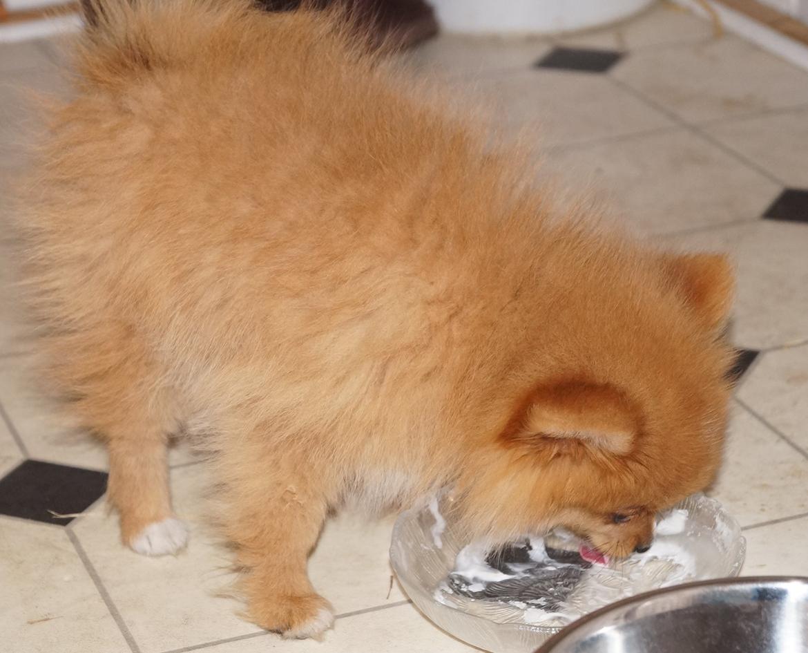 Pomeranian Ane's Alma billede 26
