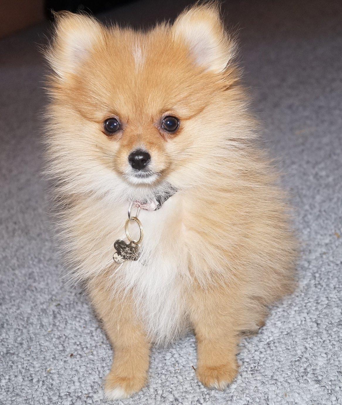 Pomeranian Ane's Alma billede 1