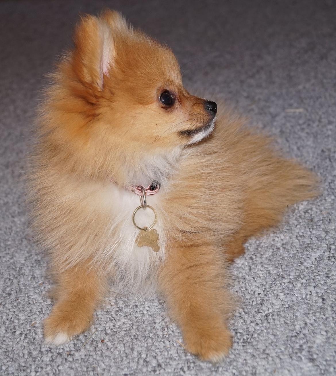 Pomeranian Ane's Alma billede 31