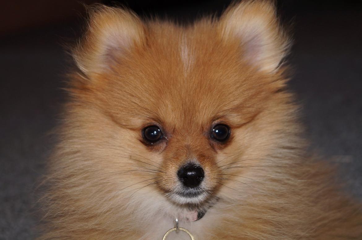 Pomeranian Ane's Alma billede 32
