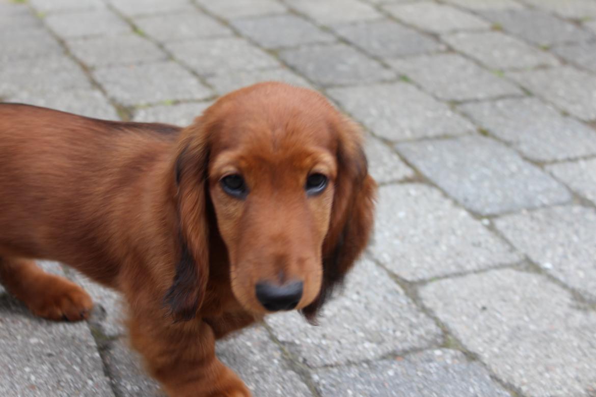 Gravhund Henry billede 2