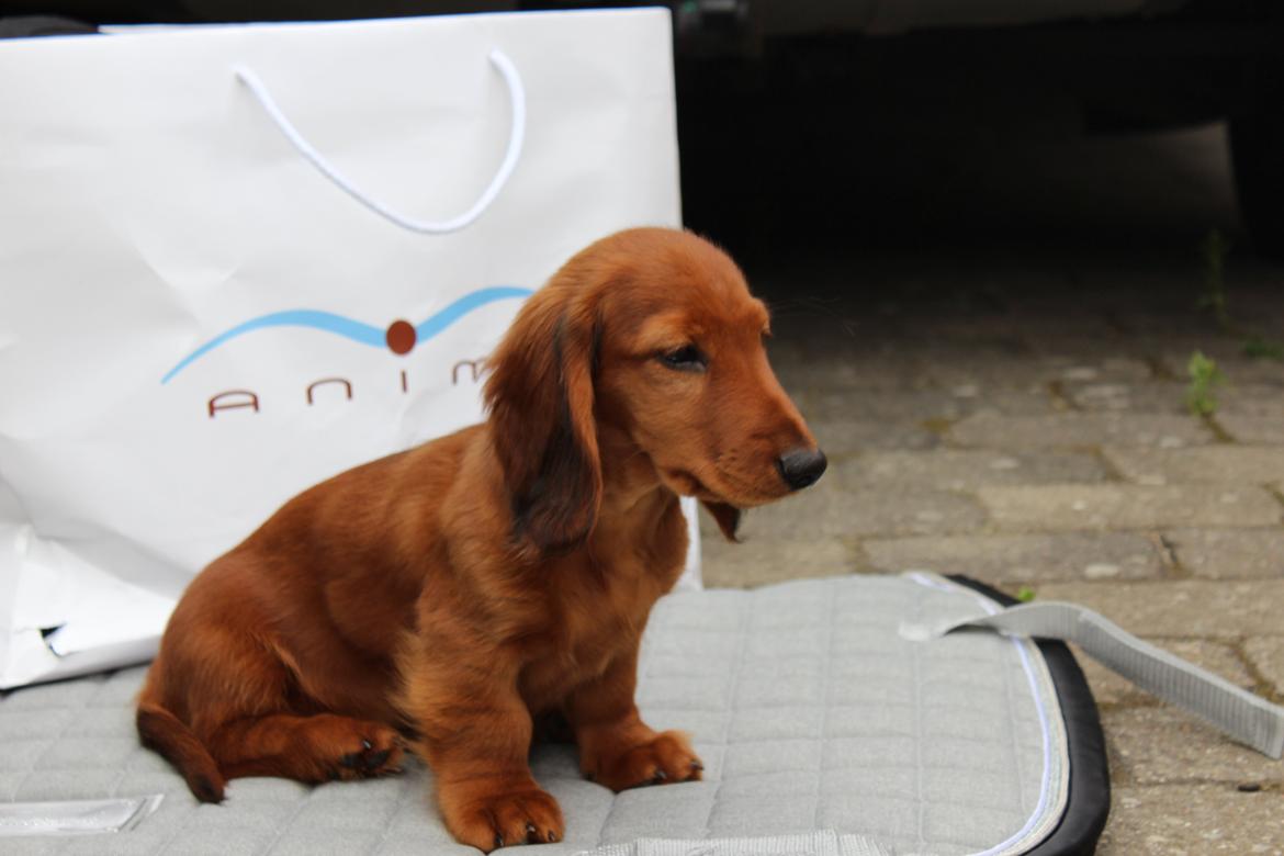 Gravhund Henry billede 3