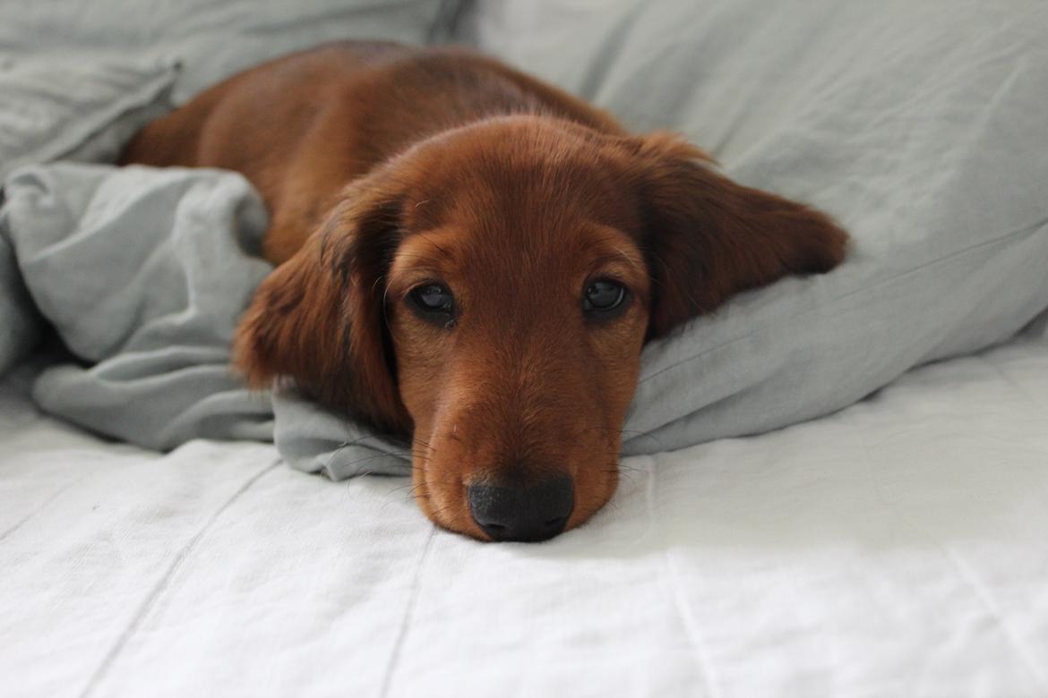 Gravhund Henry billede 1