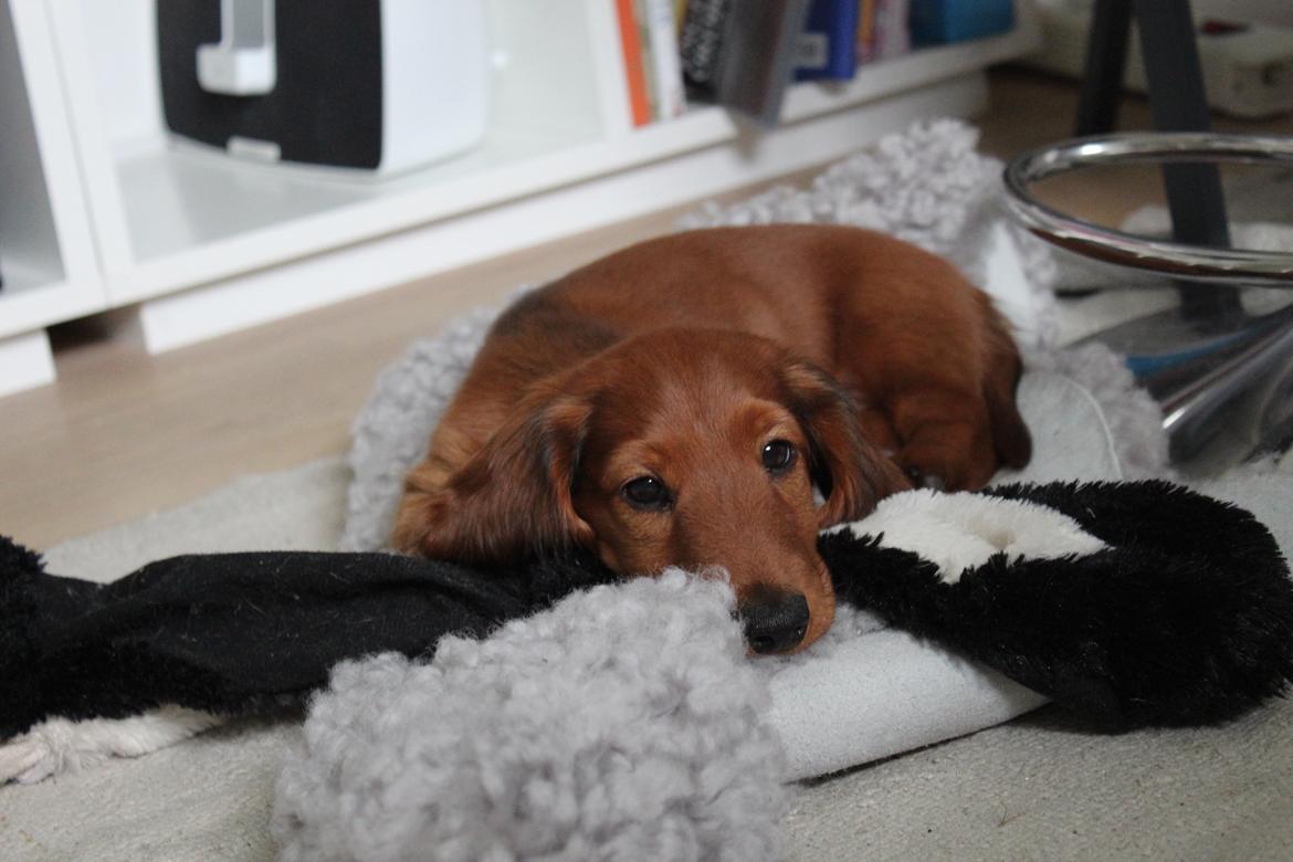 Gravhund Henry billede 4