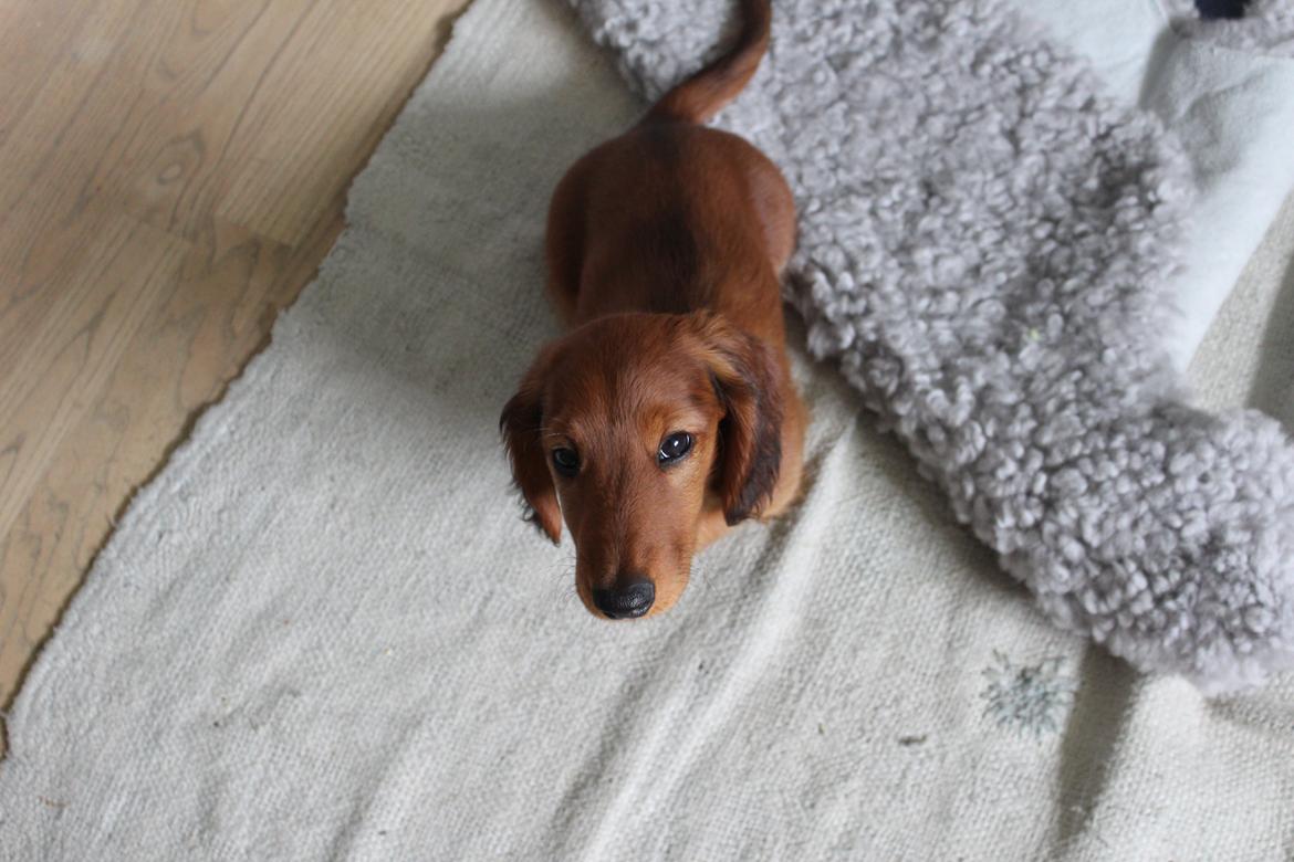 Gravhund Henry billede 5