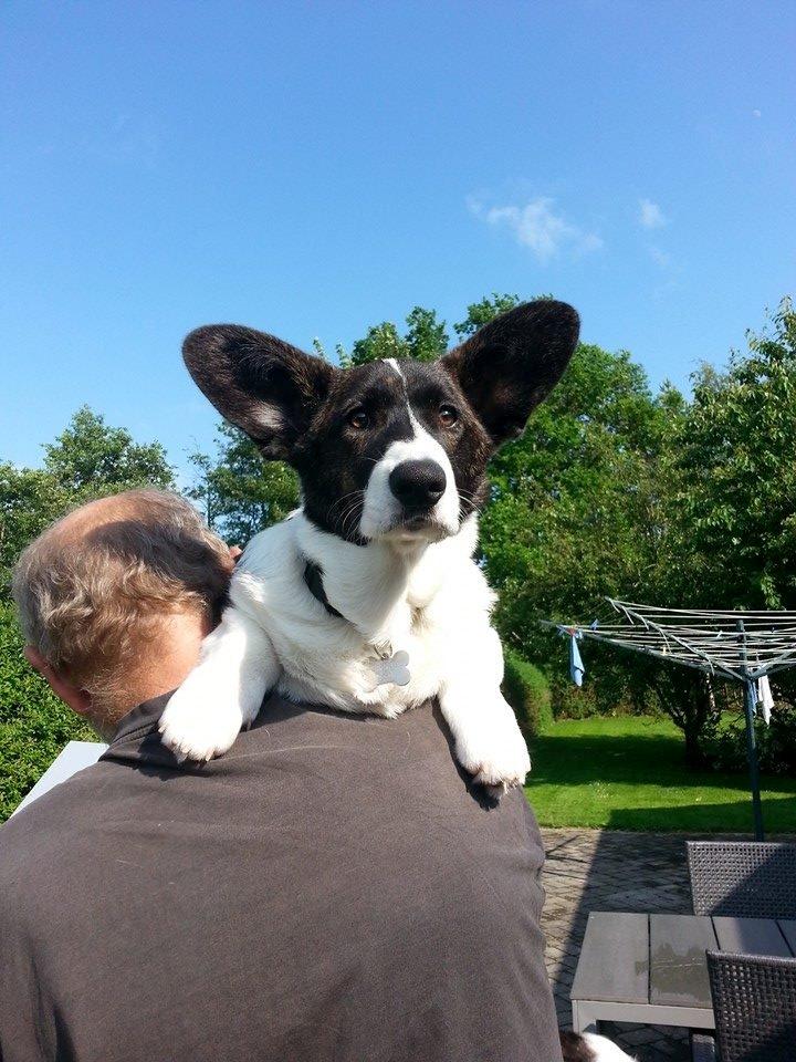 Welsh corgi cardigan Dirch billede 1